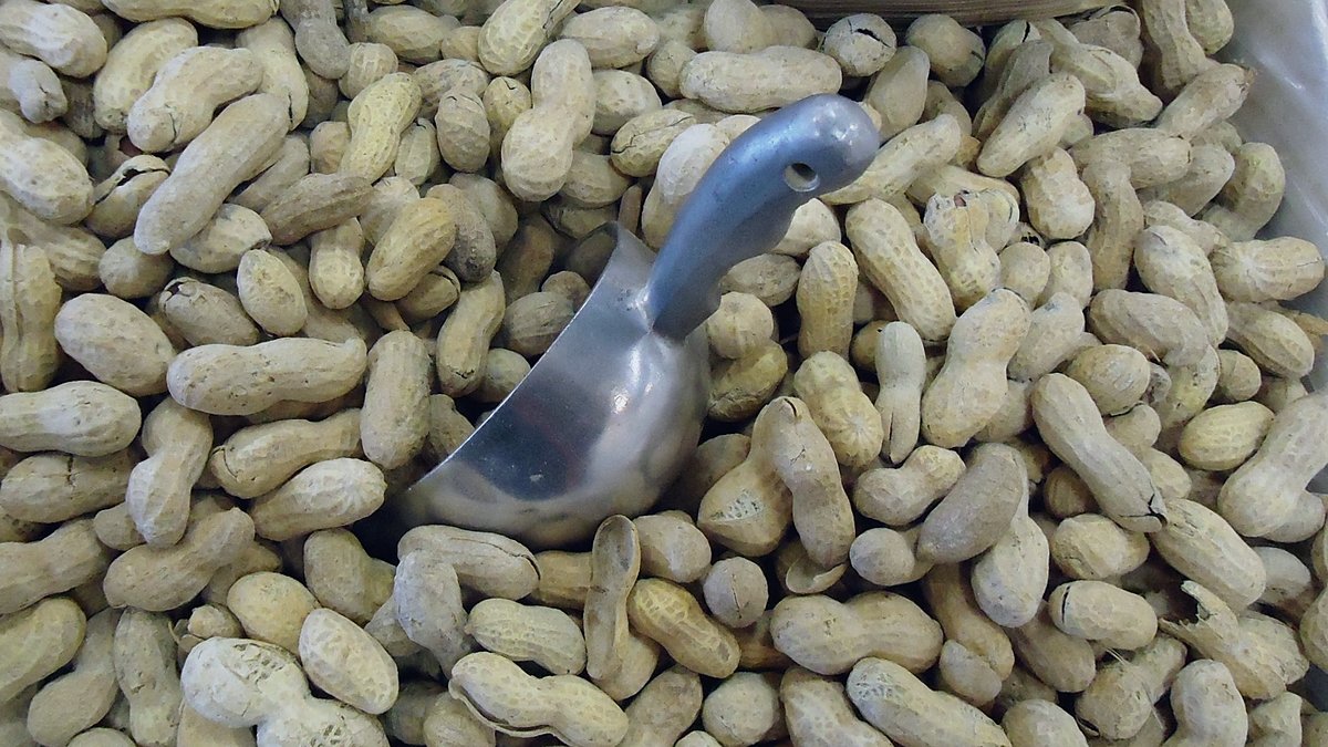 Cacahuetes con cáscara a granel en un recipiente con un cazo metálico