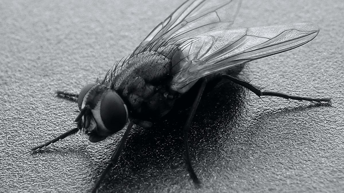 Mosca doméstica fotografiada en primer plano sobre una superficie gris, en blanco y negro