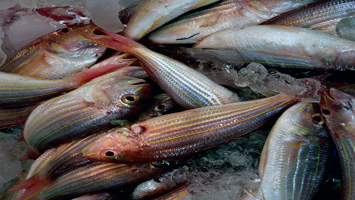 Pescado fresco entero conservado sobre hielo picado en un puesto de pescadería
