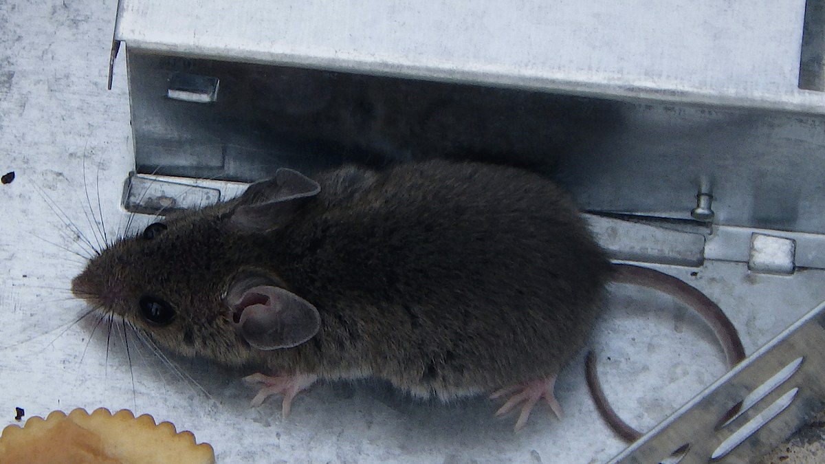 Ratón doméstico junto a una trampa metálica de captura en vivo y restos de una galleta en el suelo